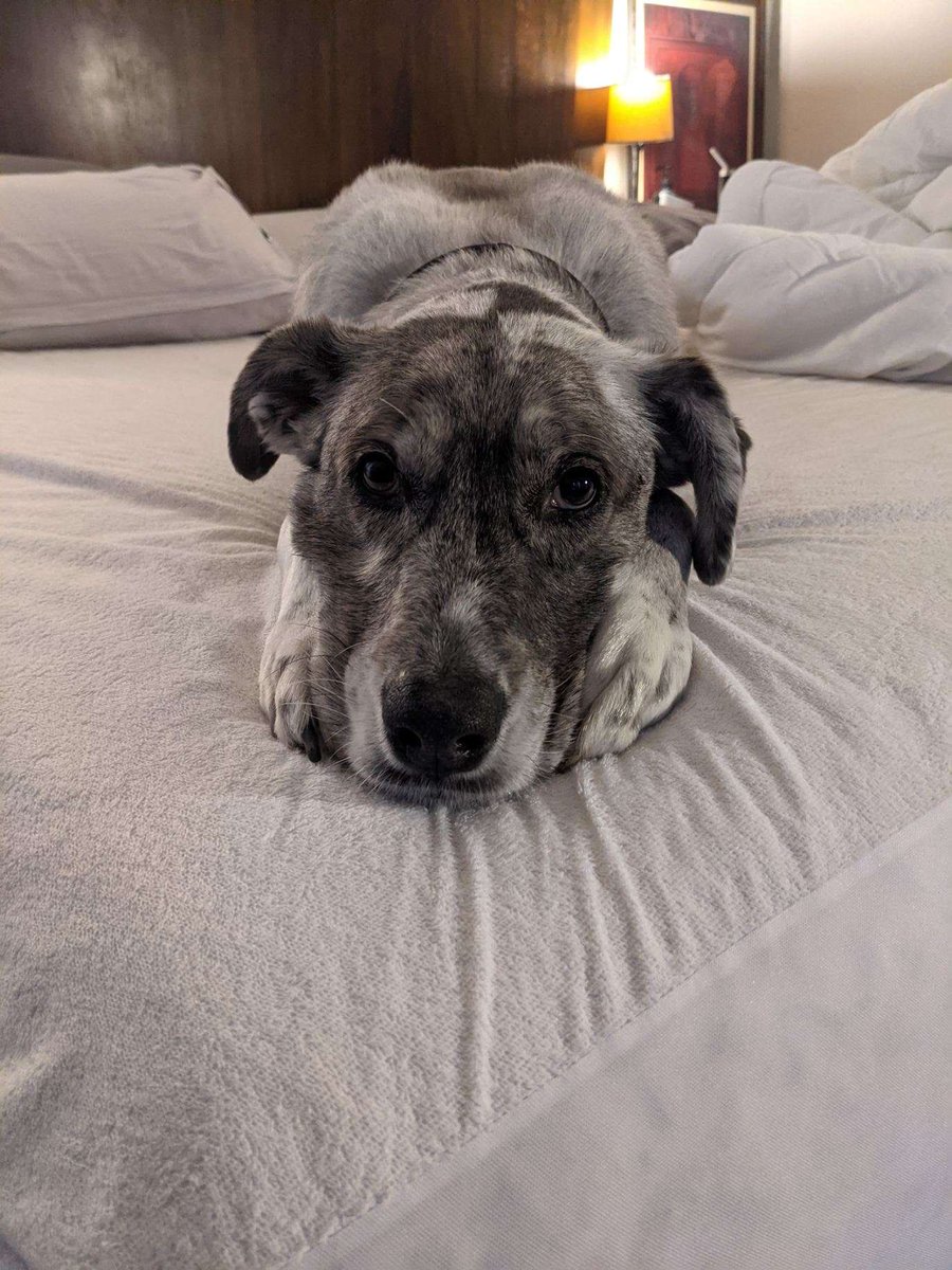 nitacrow's tweet photo. @KennedyNation meet my Grand gurl Moosie or Moose or Moosefer! #kennedogs. #TWITTERNEEDSEDITBUTTON. @crowbarsnest https://t.co/kvTHvMAJWT
