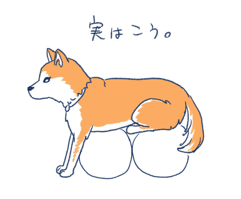 よく膝やお腹に乗ってくるが、座っていると見せかけて 