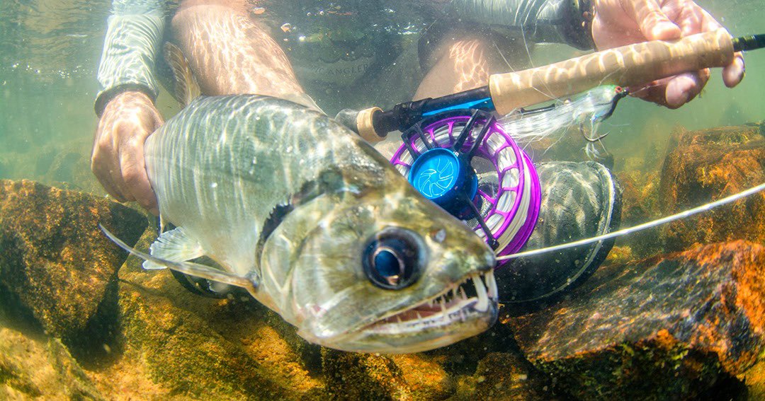KendjamLodge's tweet photo. In the crystal clear waters of the Iriri River, anglers have incredible opportunities to target a variety of different species, and photographers often get some great underwater photos!

Ph: Rafael Costa 
#flyfishing #flyfish #jungleflyfishing #untamedangling https://t.co/kS3mxW3NgH