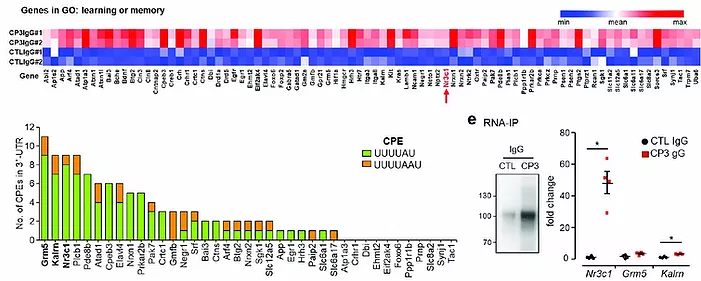 CPEB3-dowregulated Nr3c1 mRNA translation confers resilience to developing posttraumatic stress disorder-like behavior in fear-conditioned mice.

nature.com/articles/s4138…