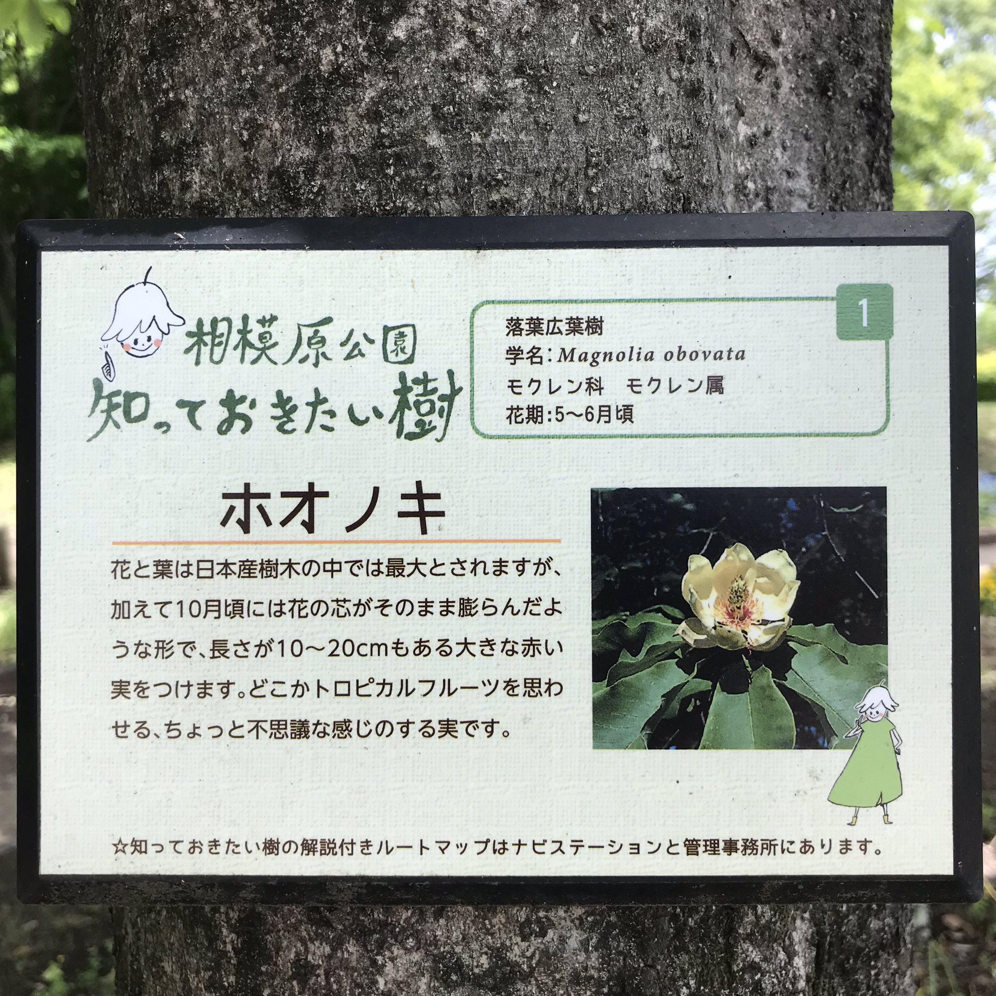 J S 相模原市 散歩して ご近所さん ホオノキの木 花 なんとも大きな花です 於 相模原市 21年5月4日am 11 00 T Co 9pedhyskr4 Twitter