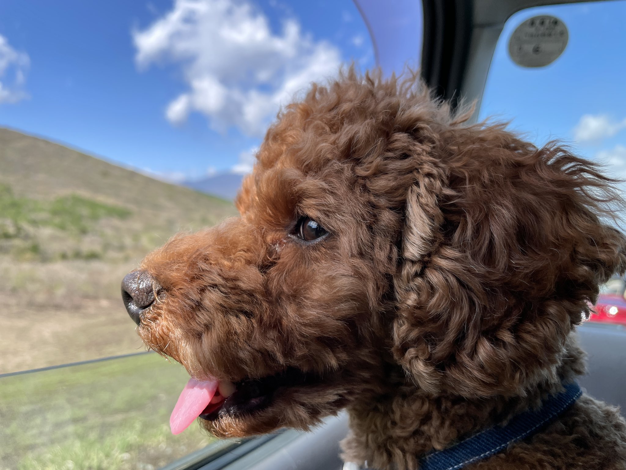 Twitter 上的 トイプードルと谷根千暮らし ベルの凛々しい横顔 今週のまとめ トイプードル 2歳男の子 山中湖 犬とお出かけ 犬好きさんと繋がりたい T Co Kultyf5yoi Twitter Twitter 上的 トイプードルと谷根千暮らし ベルの凛々しい横顔 今週のまとめ トイプードル 2歳男の子 山中湖 犬とお出かけ 犬好きさんと繋がりたい T Co Kultyf5yoi Twitter