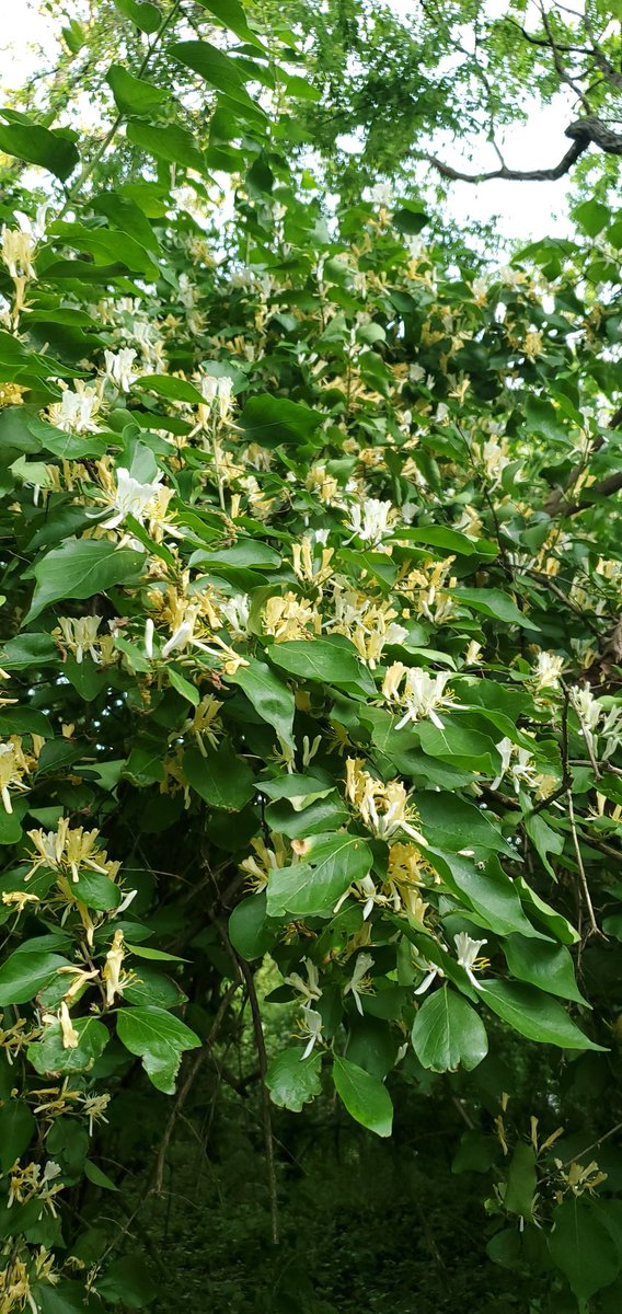 Debmitch63's tweet image. Backyard filled with #honeysuckle
#springinvirginia