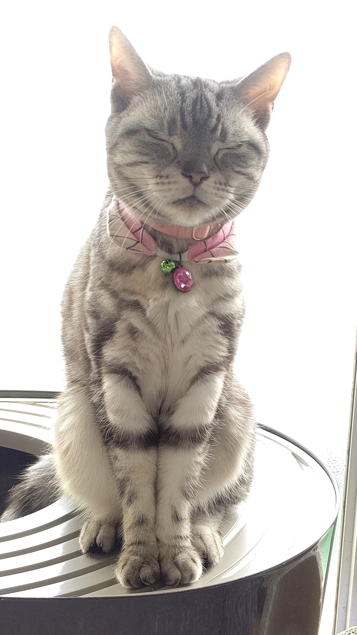 猫カフェ まるまる Neko Marumaru Twitter
