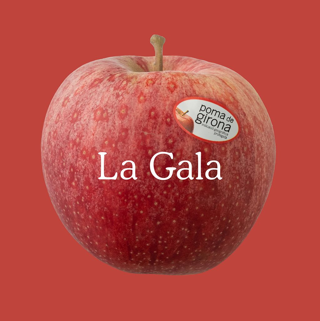 pomadegirona's tweet photo. Sucosa, dolça, crocant i ferma, amb un punt d'acidesa, aquesta es la Gala de Poman de Girona.
#pomes #apples #manzanas #gala #productedeproximitat #productesdelaterra #km0 https://t.co/hoI19EYTia