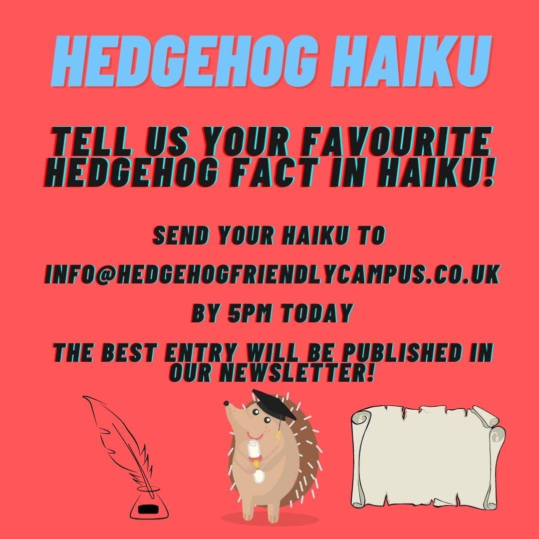 Hedgehog Friendly Campus (@hogfriendly) on Twitter photo π¨ #HedgehogWeek challenge number 2 π¨
A Hedgehog Challenge:
Create a winning haiku
from a hedgehog fact.
Email your haiku's to info@hedgehogfriendlycampus.co.uk by 5pm today - the best will be featured in our newsletter! π¦πΎπ π¨ #HedgehogWeek challenge number 2 π¨
A Hedgehog Challenge:
Create a winning haiku
from a hedgehog fact.
Email your haiku's to info@hedgehogfriendlycampus.co.uk by 5pm today - the best will be featured in our newsletter! π¦πΎπ
