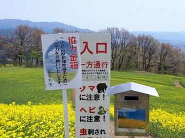 喜多方市 三ノ倉高原花畑の菜の花が見頃に 一面に咲き誇る菜の花は圧巻の美しさです 号外net 会津若松市 会津地方