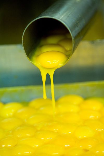 FoodProcessAU's tweet photo. Cracking the thermal egg processing challenge
Read more https://t.co/63aC0gkI1M

#Eggs #foodstuff #ingredient #industrydata #Australians #consumption #processed #eggproducts #liquidegg https://t.co/hMOaZYsQl9