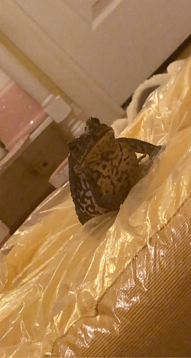 chilifoo's tweet photo. A story in 3 pictures #toad #frog #canetoad #marinetoad https://t.co/cqly2yLAP0