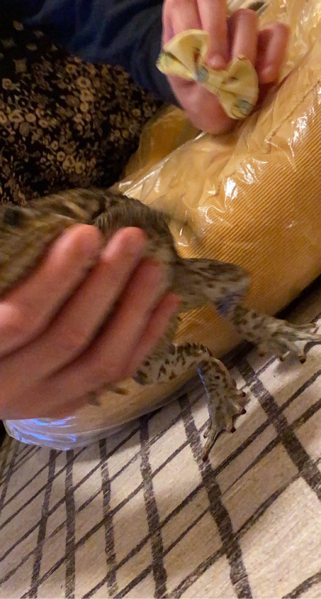 chilifoo's tweet photo. A story in 3 pictures #toad #frog #canetoad #marinetoad https://t.co/cqly2yLAP0