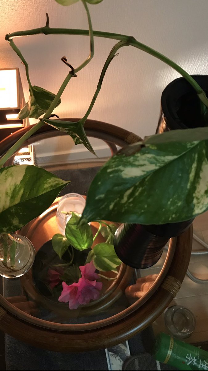 屑花くずはなkuzuhana على تويتر ツツジの水差し ツツジをポトスの水差しに入れてみました ポトスみたいに根っこ生えないかなぁと思って 調べてみたら 生えないw やり方が違ってて 花が落ちた後の新芽を水差しから挿し木で栽培できるそうです 屑花くずはなkuzuhana على تويتر ツツジの水差し ツツジをポトスの水差しに入れてみました ポトスみたいに根っこ生えないかなぁと思って 調べてみたら 生えないw やり方が違ってて 花が落ちた後の新芽を水差しから挿し木で栽培できるそうです
