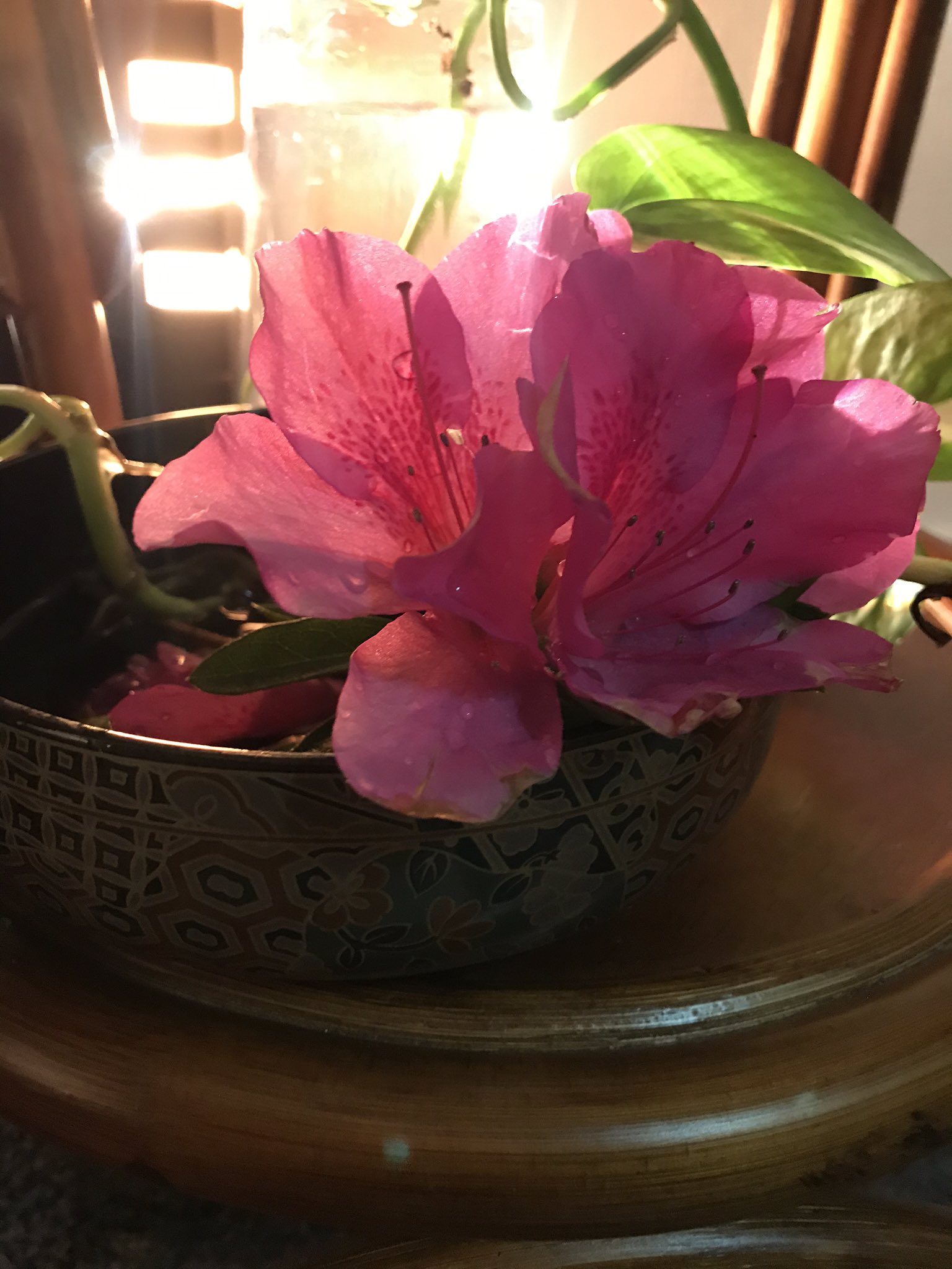 屑花くずはなkuzuhana ツツジの水差し ツツジをポトスの水差しに入れてみました ポトスみたいに根っこ生えないかなぁと思って 調べてみたら 生えないw やり方が違ってて 花が落ちた後の新芽を水差しから挿し木で栽培できるそうです T Co