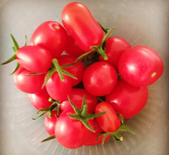 O quizás tendrás que comerte un par de cosechas de tomates cherry preciosos pero con la piel más dura que la corteza de un pino para aprender que has regado los tomates menos de lo que deberías.