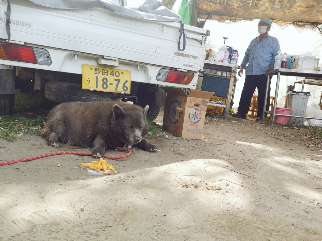 聞いてビックリ、甲斐犬とコーギーのミックス🐻