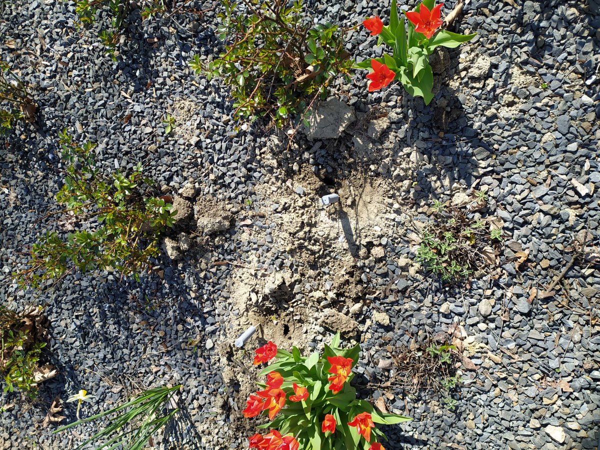 DEROVA4's tweet image. Píší o nás: Krátký rozhovor při příležitosti započetí našich prací v parku na sídlišti Šídlovec v Ostravě - Hrabové, kde jsme byli pozváni zatočit s hlodavci.
hrabova.info/2021/04/30/fot…