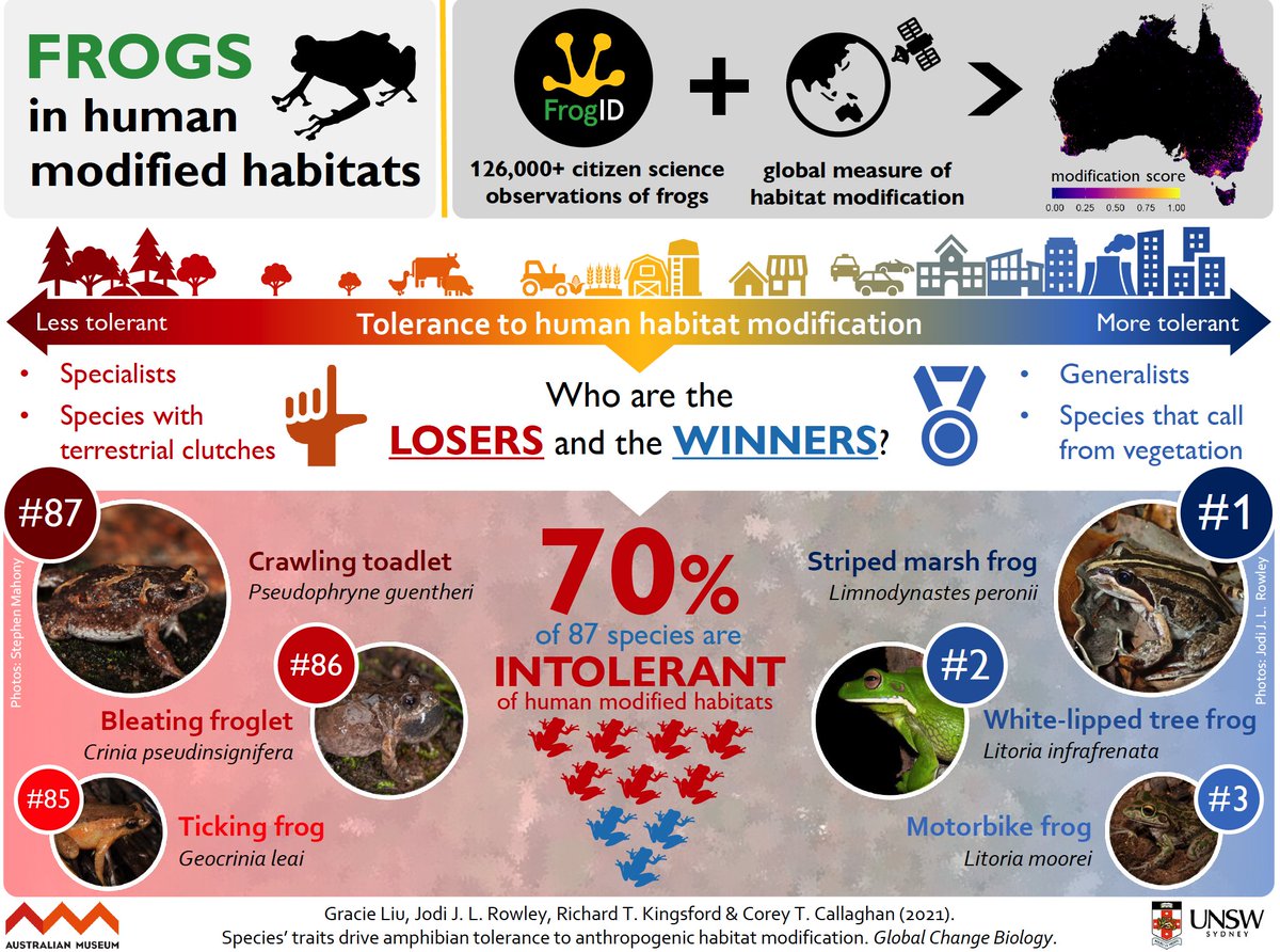 New research led by @graciegliu, published in @GlobalChangeBio, integrated #CitizenScience data with remote sensing data to understand frog tolerance to habitat modification! Check out this AMAZING graphic she made to summarize the research 👇👇 Paper: doi.org/10.1111/gcb.15…