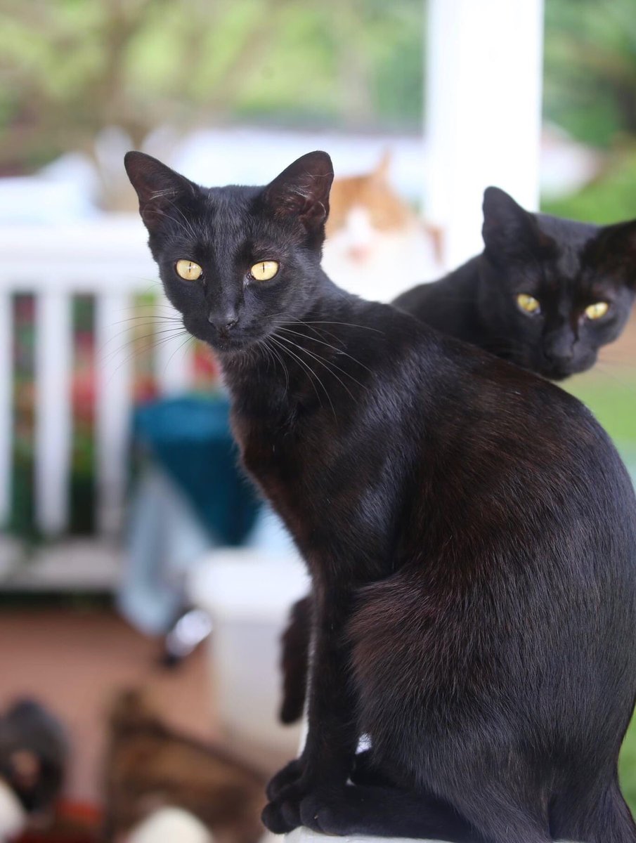 #BlackCatsRock