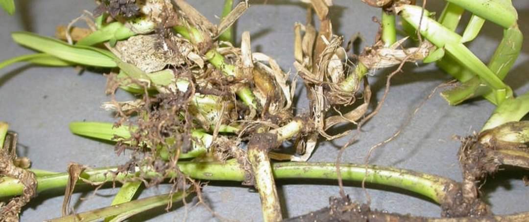 Talking_Turf's tweet image. ⚠️#TakeAllPatch ALERT when soil Temperatures reach 4-15°C 
#BentGreens &amp;amp; #UltraDwarfBermudaGreens⛳ 

➡️Apply 3 litres/ha #BannerMaxx

&amp;gt;greencast.co.za/product/turf-m…