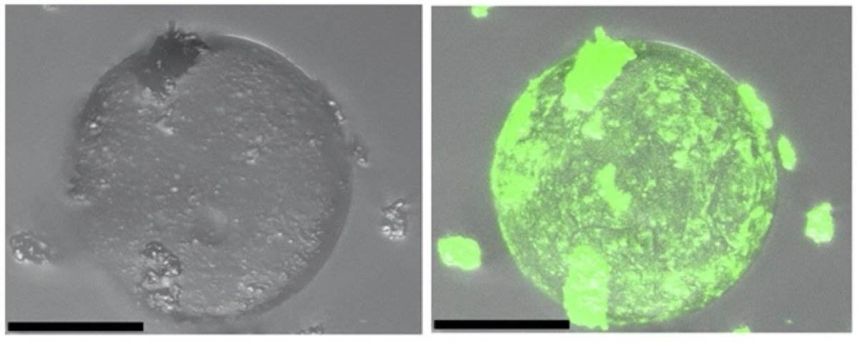 iqf_csic's tweet photo. #IQFRPaper Phe-Gly motifs drive fibrillization of TDP-43’s prion-like domain condensates @PLOSBiology
Collaboration with @ICGEB @Columbia
#AmiloidProteins #FluorescenceImaging #DNABindingProteins #ElectronCryomicroscopy #Imidazole #RNAStructure
➡️https://t.co/F1LlGunPHb https://t.co/VUYYXZxwNh