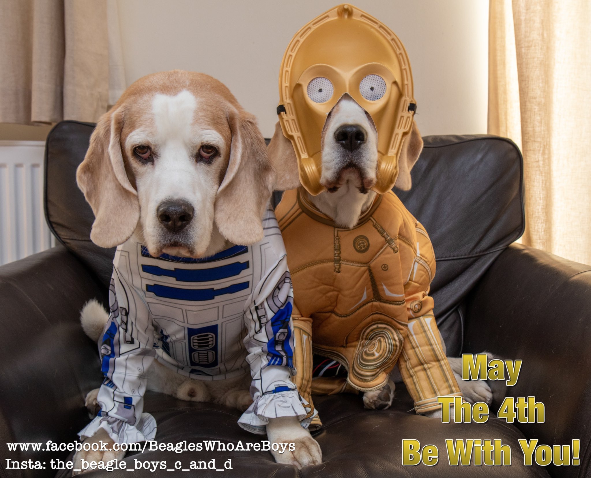 Beagle dress cheap