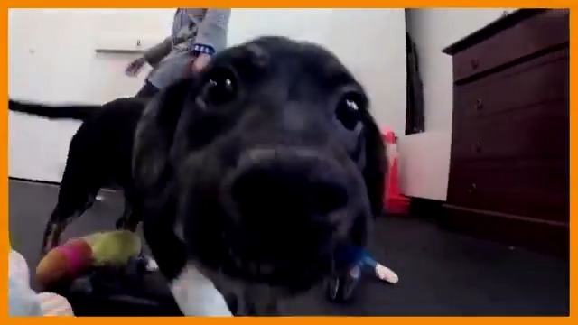 ICYMI: U.S. pet adoptions are still frolicking as stressed-out families seek warm and fuzzy relief, even with easing lockdowns https://t.co/XQbjtzbXnm https://t.co/dAgo8fdDUl