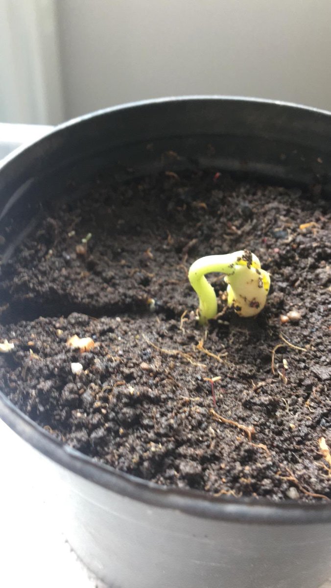 aycadnzgngr's tweet image. Dikkat radyasyon var!! 

Ektiğimiz bitkilerimiz çimlenmeye başlamış fotograflar geliyor 👍

Heyecanla verilerimizi toplamayı bekliyoruz.Sonra bekle bizi #Labstar 🤩
@StemGelecektir #UğurdaSTEM @ardaergez @senem_bademci @cglrysf @YeldaGulsay @UgurBursaKampus