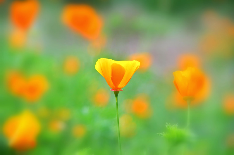 世界の花図鑑 カリフォルニアポピー アメリカ カリフォルニア州の州花でオレンジ色の可愛らしい花です 花言葉は 私の願いを叶えて T Co Xfjbw6xxbs Twitter