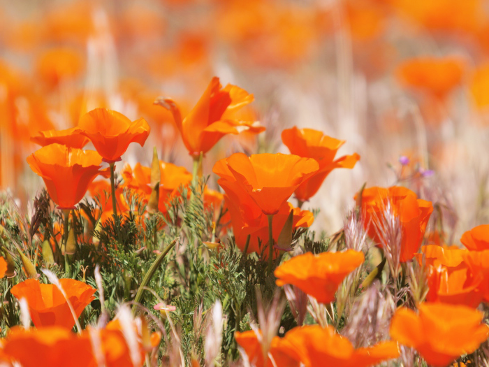 世界の花図鑑 カリフォルニアポピー アメリカ カリフォルニア州の州花でオレンジ色の可愛らしい花です 花言葉は 私の願いを叶えて T Co Xfjbw6xxbs Twitter