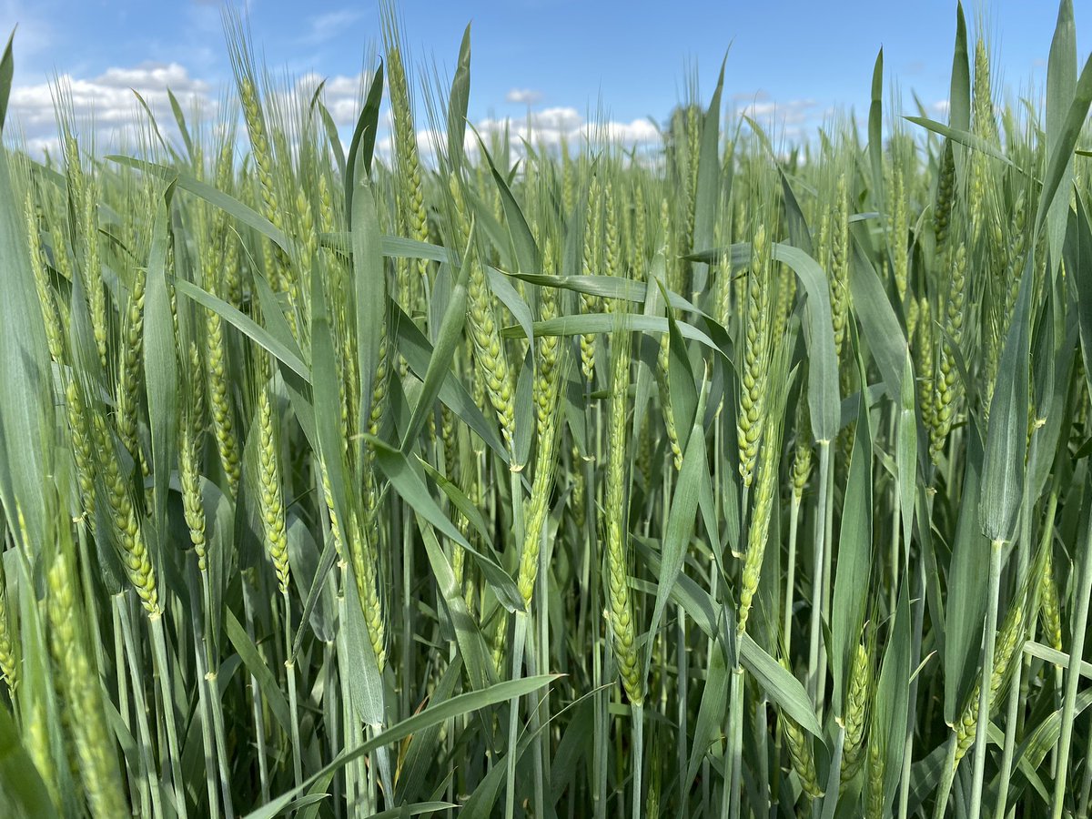 Time to put on the finishing touch