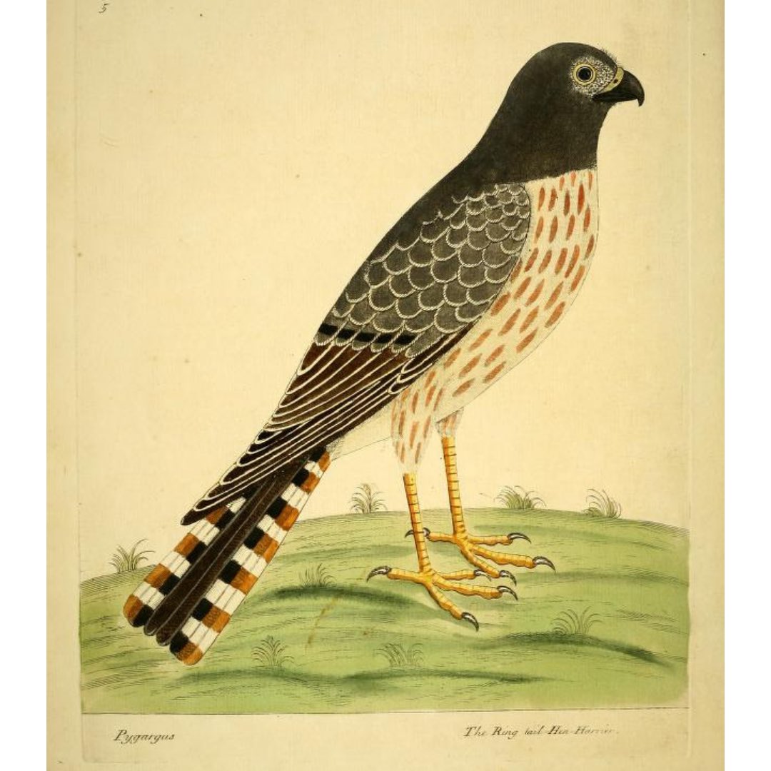 The one on the left is from our copy of A Natural History of Birds by Eleazar Albin and on the right is from @biodivlibrary, contributed by @silibraries. These copies were hand-colored by Albin so every copy is different. Thee Smithsonian’s copy is more accurate.