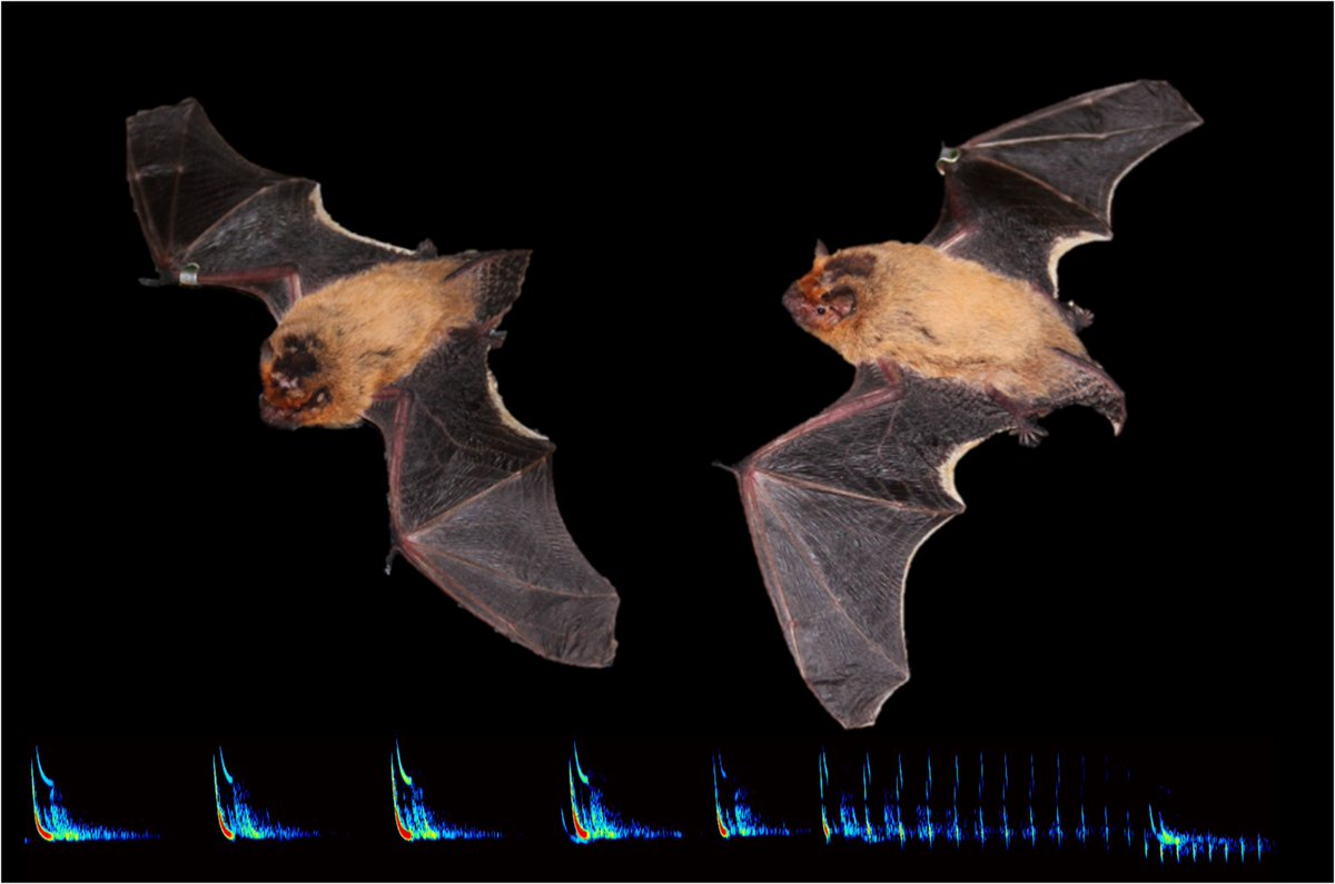 YovelBatLab's tweet image. Bats don’t have to learn the speed of sound – they’re born knowing it!

Great work (and photo) by @EAmichai
Popular science in @newscientist: newscientist.com/article/227640…

The scientific paper in @PNASNews: 
pnas.org/content/118/19…

#bats #echolocation #kuhlii