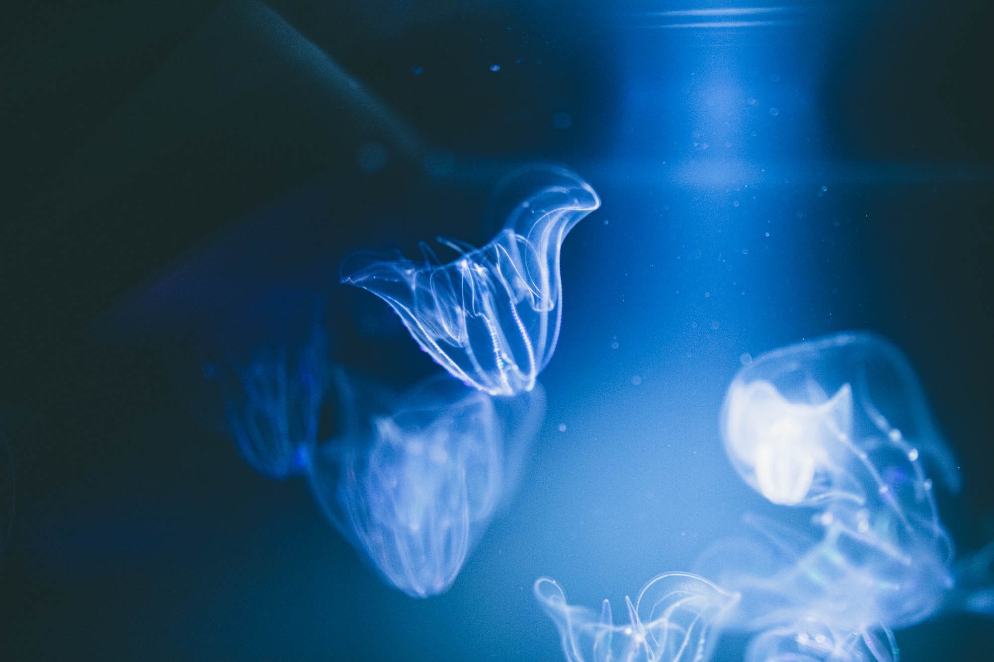 ざきphoto On Twitter 死んだら海に溶けて消えるとは なんて儚い生き物だろう Https T Co Cpbhdxt8pl Twitter