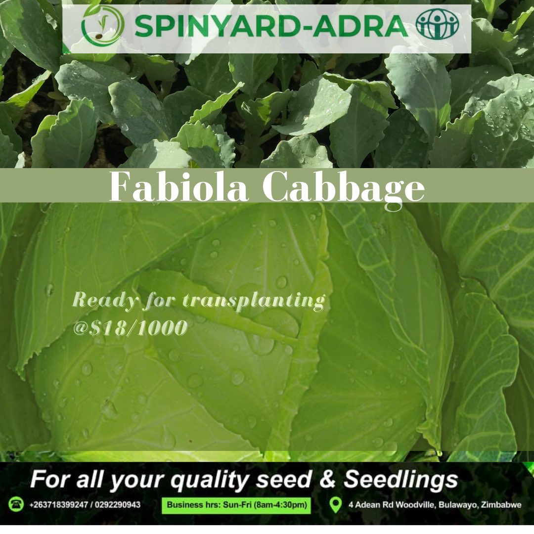 Fabiola ready for transplanting. Come through and place your order. Call +263 7 75994619/ +263 292290943
