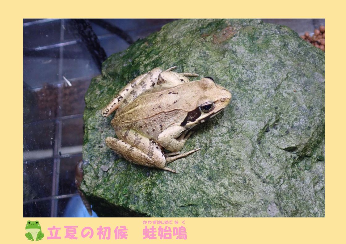 横浜市立金沢動物園 公式 5月5日は 立夏 さらに七十二候のなかで初候にあたる本日は 蛙始鳴 とも呼ばれます カエルが鳴き始める季節 皆さんも水辺で耳を澄ませて夏の訪れを感じてみてください 金沢動物園 ヤマアカガエル T Co