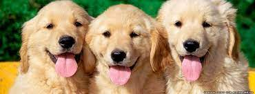 WelfarePaws's tweet photo. If you are one of the people who look at pictures similar to these and feel sorry for the worse off dogs then your a perfect candidate to follow this account and help the cause (These images were found on google) https://t.co/XhyYO6wJuc