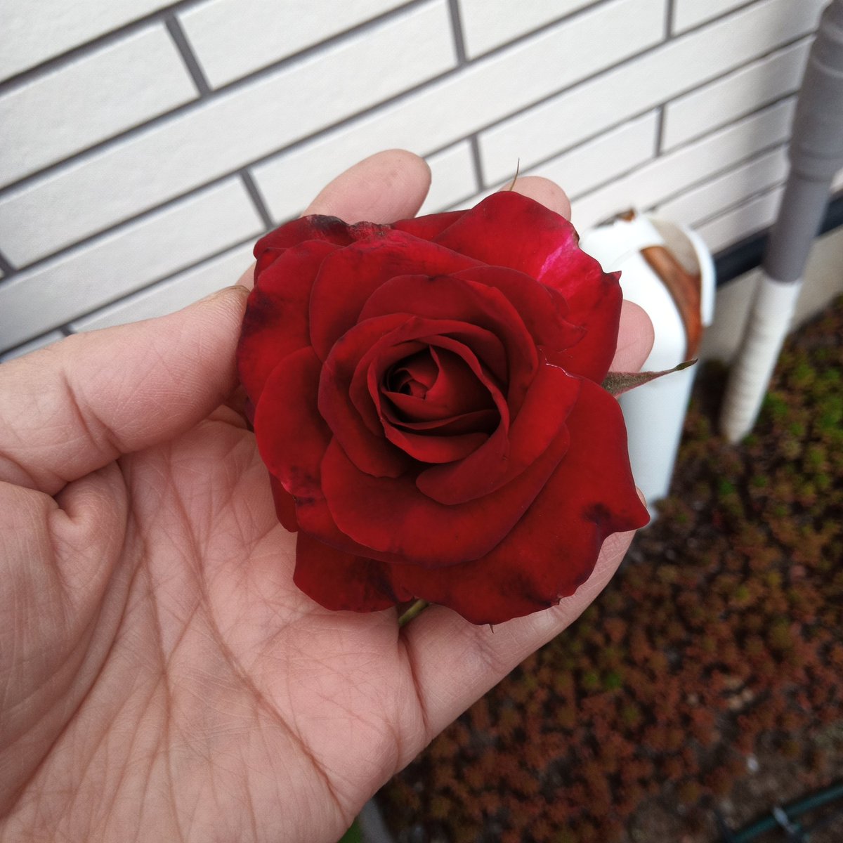 ゆうきゆうき 薔薇咲インパチェンス フィエスタ 八重咲きのインパチェンスでカリフォルニアローズとも呼ばれるお花 ニチニチソウと同じで花が勝手に落ちるので花がら摘みしなくて良いのが楽なのです 小さい株だけど育つと大きくなる花なので大きく