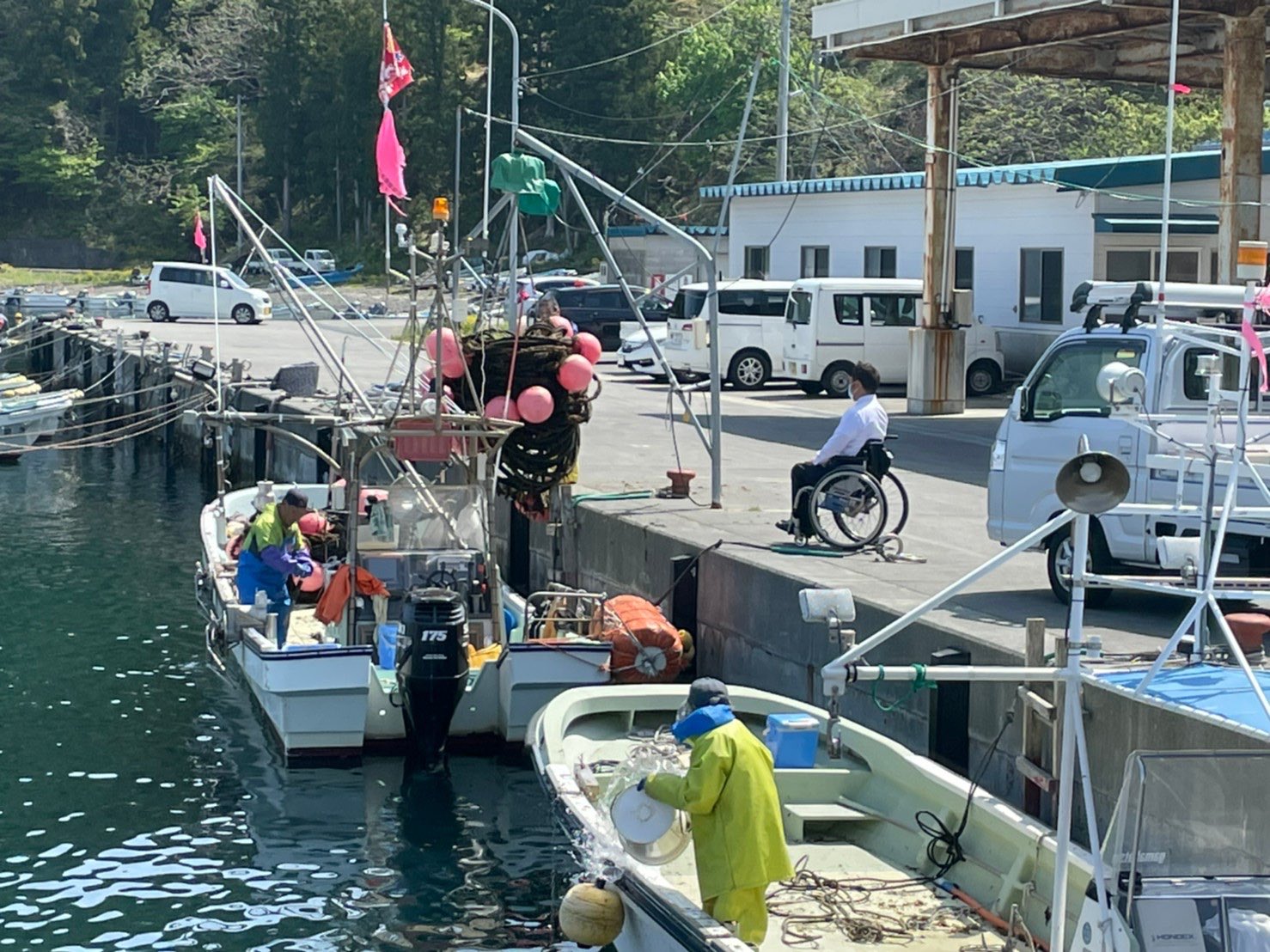 参議院議員 横沢たかのり 三陸ワカメ漁師さんのお話しを聞く ワカメ生産量消費量日本一の岩手県 なかでも肉厚シャキシャキの生 ワカメのしゃぶしゃぶは絶品 一本0m程ある養殖用ロープを陸揚げし また来年に備えるそう 漁師さんの手間をかけた地道な