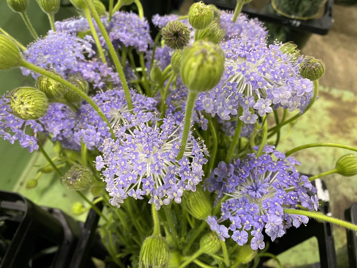 株式会社山形フラワーセンター V Twitter 本日 画像の花たちは街にくり出します 何処かのお花屋さんに 山形フラワーセンター 山形花屋 山形県 秋田県 宮城県 福島県 岩手県 青森県 東北 日本 Japan 山形フラワーセンター ステキ 生花 素敵