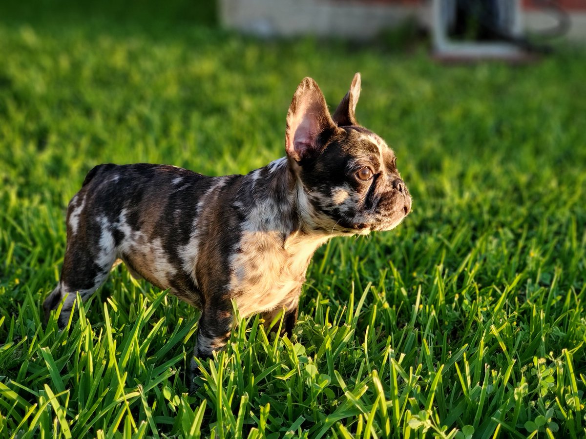 polo_thee's tweet photo. If you bark @ the sun because it's too bright... Raise your hand! 🖐🏼

#frenchbulldog #frenchiesofinstagram #merlefrenchie #puppiesofinstagram # #polo #puppy #frenchie #frenchiepuppy #polo_thee_frenchie #frenchielove #MayThe4thBeWithYou #SOSColombia https://t.co/bQEfcoNvka