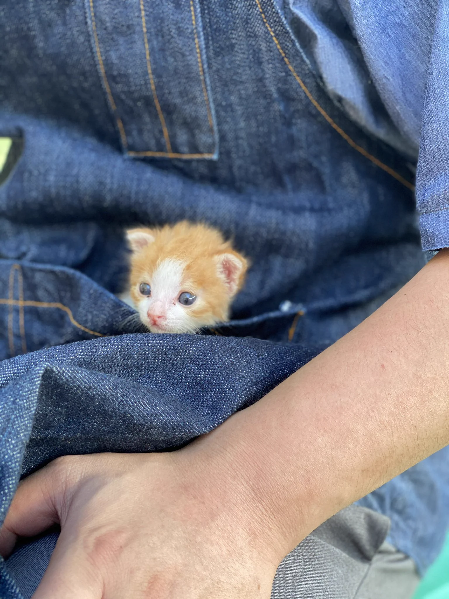 新しいファッションになるかも？！子猫を胸のポケットにｗｗｗお爺さんたちも嬉げ