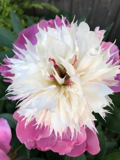 John Innes Society Spring Plant Sale 8 May from 10.00am – 12.30pm in various locations including the Coach House in Melrose Road. Further details on their website johninnessociety.org.uk//spring-plant-….