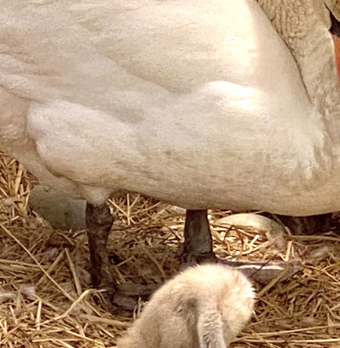 蓮池公園の白鳥に雛が生まれました。見える範囲であと二個卵があるよ。