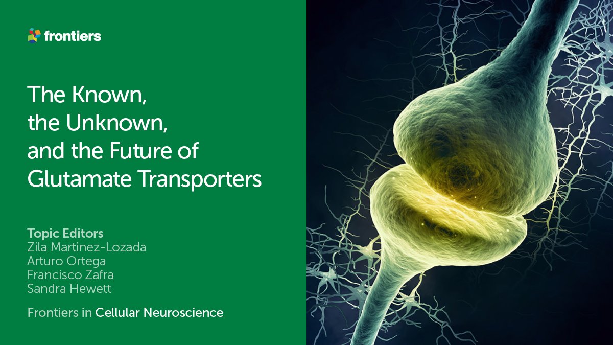 FrontNeurosci's tweet image. 🚨 Check out this fascinating Research Topic on Glutamate Transporters!

Submissions:
👉fro.ntiers.in/glutT
🗓️15 September 2021

Topic Editors @LozadaZila, @arortega66, @NeuroscienceSU, and Dr Francisco Zafra welcome your research!

Do not miss it! #cellularneuroscience