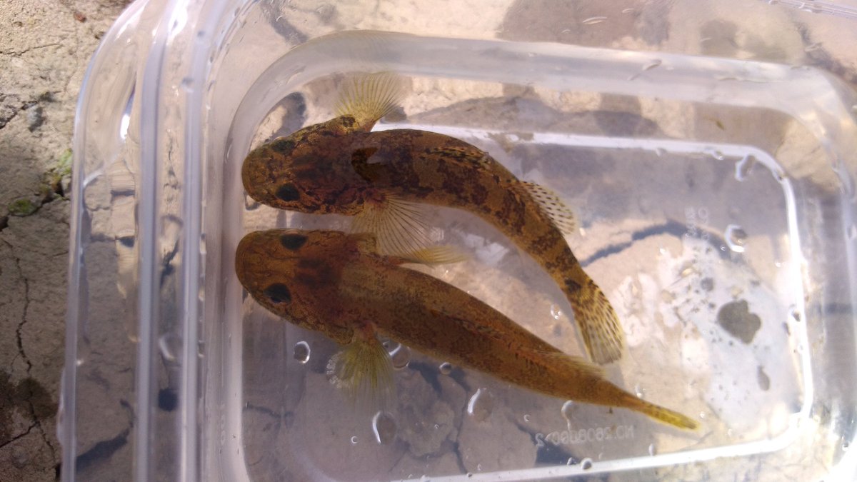 びんとろ 多摩川でガサガサ なんて魚でしょう ハッシュタグてきとうです 多摩川 チチブ カジカ ドジョウ シマドジョウ イシドジョウ モクズガニ カニ 蟹 エビ 海老 スジエビ ガサガサ