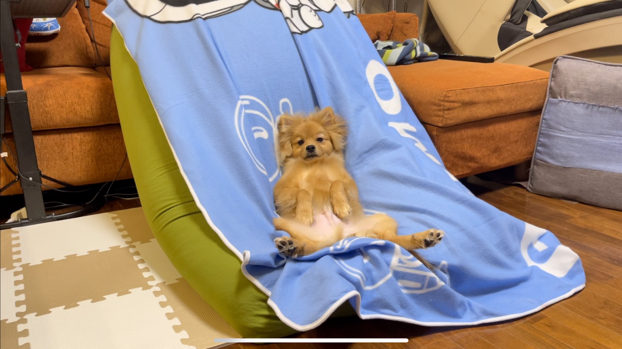 デカポメ Pino Yogiboの心地良さを知ったポメラニアン 体重6 3kg 5ヶ月半 このふてぶてしい顔よwww Yogibo 犬のいる暮らし T Co L2a0ymrsbi Twitter