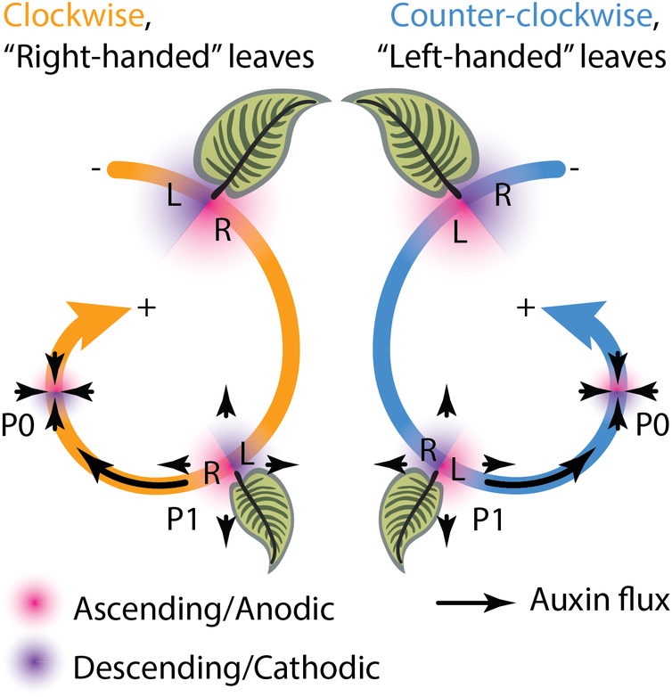 qpb_journal's tweet photo. 🚨New Citizen Science Paper🚨
Directional phyllotactic bias in calatheas (Goeppertia, Marantaceae) A citizen science approach
By B. Durrington et al. @hexalectriz and Twitter #Calathea Poll Participants
#OpenAccess👉https://t.co/W73xFcv88B
#Goeppertia #spirality @EndlessForms https://t.co/fS21XbGLMB