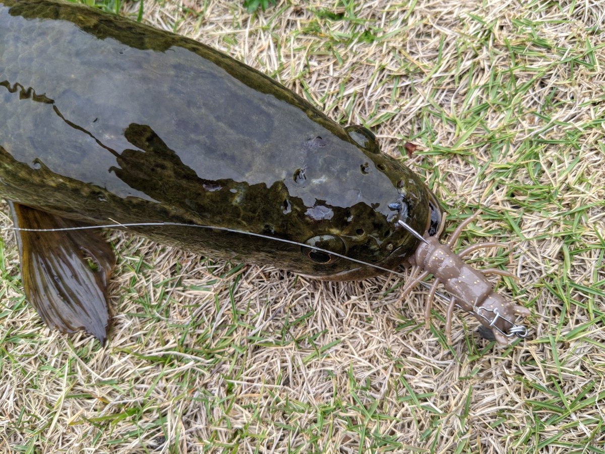 ট ইট র サイボーグjj 夕マズメはヘビトンボで 雷魚様 佐賀バス釣り 佐賀クリーク ライギョ 雷魚 ニッコーワーム ニッコー化成 ヘビトンボ Zazaヘビトンボ ট ইট র サイボーグjj 夕マズメはヘビトンボで 雷魚様 佐賀バス釣り 佐賀クリーク ライギョ 雷魚 ニッコーワーム ニッコー化成 ヘビトンボ Zazaヘビトンボ