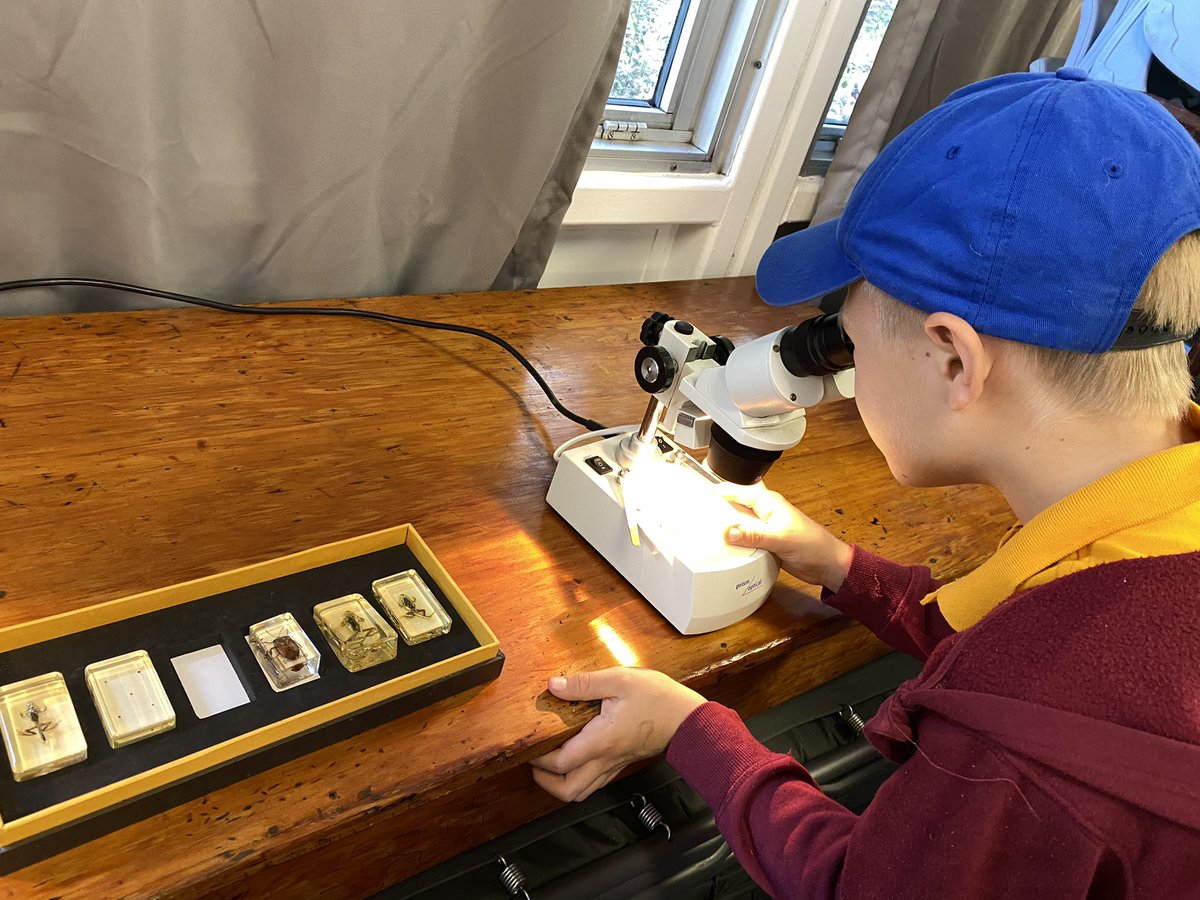 Glebe Public School tweet media