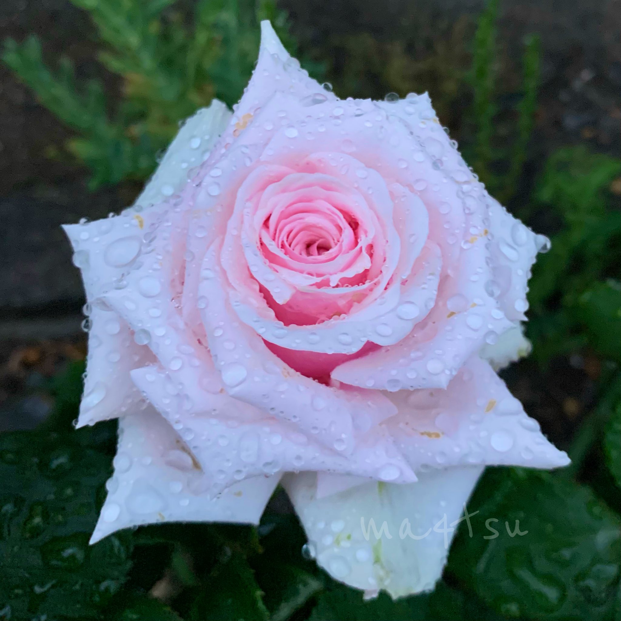 Ma4tsu 薔薇 バラ ストロベリーアイス オードリーヘップバーン 自分がピンク大好きおじさんなのだと気付かされる 薔薇の季節です T Co Hynbihshfp Twitter
