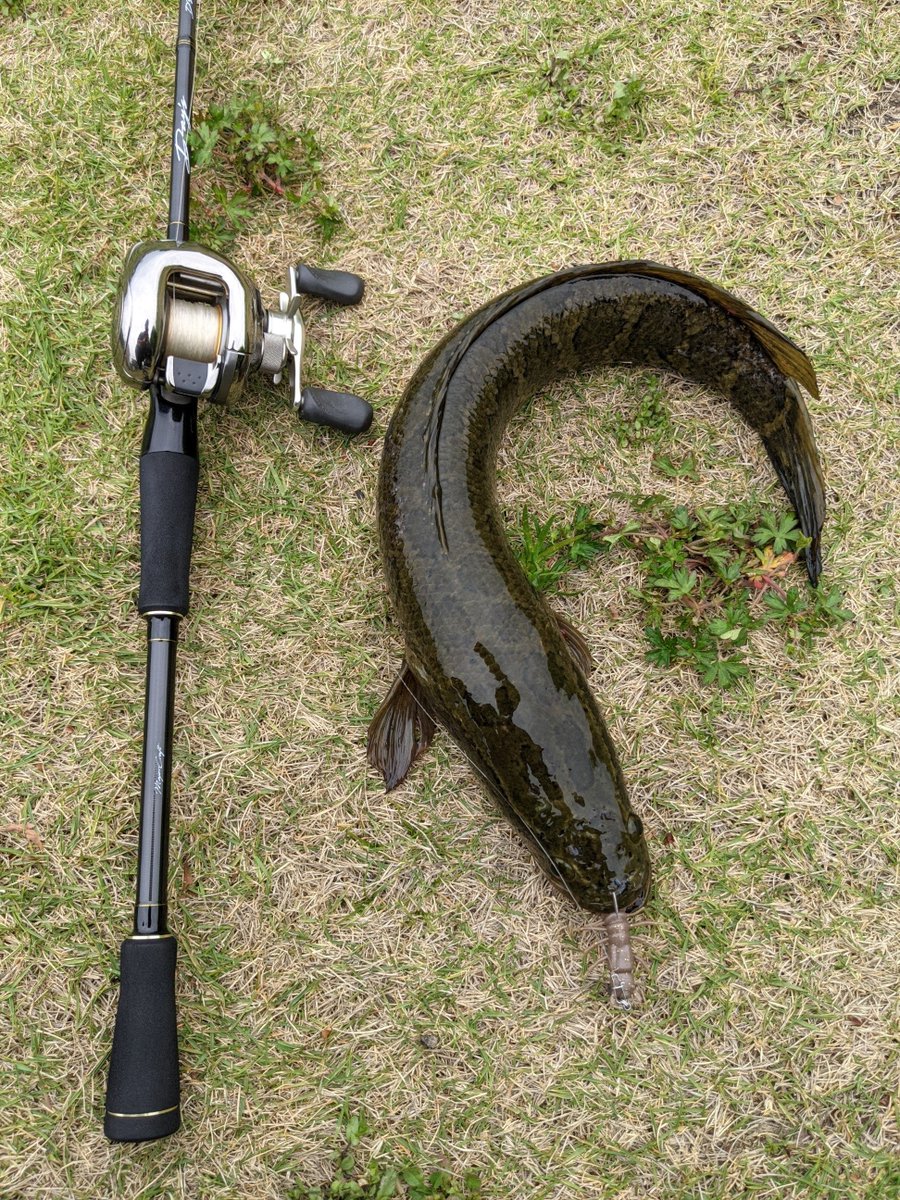 ট ইট র サイボーグjj 夕マズメはヘビトンボで 雷魚様 佐賀バス釣り 佐賀クリーク ライギョ 雷魚 ニッコーワーム ニッコー化成 ヘビトンボ Zazaヘビトンボ ট ইট র サイボーグjj 夕マズメはヘビトンボで 雷魚様 佐賀バス釣り 佐賀クリーク ライギョ 雷魚 ニッコーワーム ニッコー化成 ヘビトンボ Zazaヘビトンボ